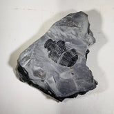 Trilobite fossil in Utah shale | fossil decor, Utah fossil, fossil collectible, trilobite specimen, Elrathia King, fossil lover gift